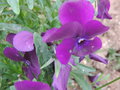 vignette Viola cornuta violette