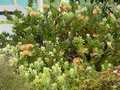 vignette 124-Santana ,Leucospermum cordifolium , nutans ?