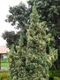 vignette 123-Santana ,Juniperus excelsa ou phoenica ?