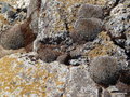 vignette 0072-Pico do Ariera , 1818m h ,  lichens