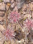 vignette 0073-Pico do Ariera , Trifolium stellatum ,