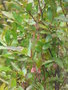 vignette 0078-arbuste à fleurs en clochettes roses xxx?