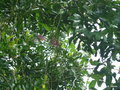 vignette 0050-Passiflora  molissima ou tripartita ,