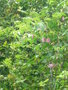 vignette 0053-Passiflora  molissima ou tripartita ,