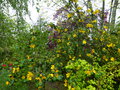 vignette Fremontodendron california glory au 01 05 15