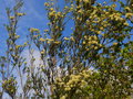 vignette Melaleuca ericifolia gros plan parfumé au 23 04 15