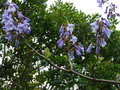 vignette Paulownia imperialis gros plan au 01 05 15