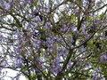 vignette Paulownia imperialis trs fleuri au 03 05 15