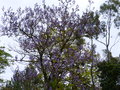 vignette Paulownia imperialis trs fleuri autre vue au 03 05 15