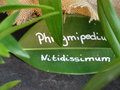vignette Phragmipedium Nitidissimum