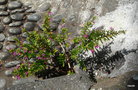 vignette 0031-Cuphea hyssopifolia