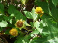 vignette 0076- Tithonia diversifolia