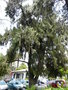 vignette 0061- Juniperus cedrus , cdre de Madre