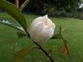 vignette Magnolia (michelia) 'allspice'
