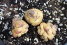 vignette Tropaeolum tuberosum var. lineamaculatum 'Ken Aslet'