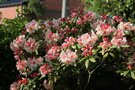 vignette Rhododendron 'x'