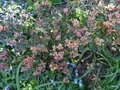 vignette 0011-Rhododendron