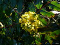 vignette 0035-Mahonia aquifolium