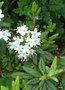 vignette 0014b-Ledum groenlandicum compactum