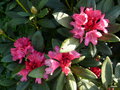 vignette 0030-Rhododendron nain