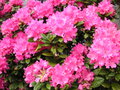 vignette Rhododendron glise du Landais
