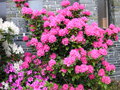 vignette Rhododendron glise du Landais