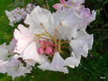 vignette 0007a-Rhododendron x loderi ,