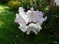 vignette 0007b-Rhododendron x loderi ,