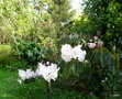 vignette 0007c-Rhododendron x loderi ,