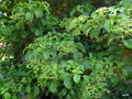 vignette Hydrangea anomala petiolaris