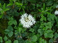 vignette 0014-Ledum groenlandicum compactum