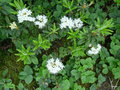 vignette 0014a-Ledum groenlandicum compactum