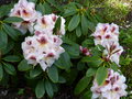 vignette Rhododendron Extraordinaire aux fleurs magnifiques au 03 05 15