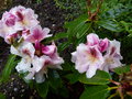 vignette Rhododendron Extraordinaire gros plan des fleurs magnifiques au 01 05 15
