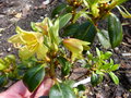 vignette Rhododendron cinnabarinum concatenans ou Xanthocodon au 03 05 15