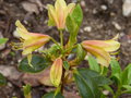 vignette Rhododendron cinnabarinum concatenans ou Xanthocodon autre vue au 03 05 15