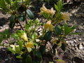 vignette Rhododendron cinnabarinum concatenans ou Xanthocodon au 07 05 15
