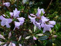 vignette Rhododendron cinnabarinum purpurellum au 01 05 15