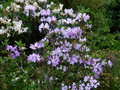 vignette Rhododendron cinnabarinum purpurellum au 06 05 15