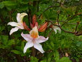 vignette Rhododendron Delicatissimum qui commence  parfumer au 30 04 15
