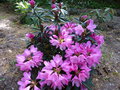vignette Rhododendron Graziella au magnifique feuillage et joliment fleuri  au 30 04 15