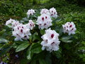 vignette Rhododendron Hachmann's picobello au 05 05 15