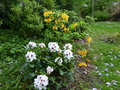 vignette Rhododendron Hachmann's picobello au premier plan au 04 05 15