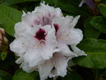 vignette Rhododendron Hachmann's picobello gros plan au 04 05 15
