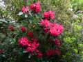 vignette Rhododendron halfdan lem immense et aux grosses fleurs rouges au 06 05 15
