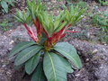 vignette Rhododendron Macabeanum KW7724 nouvelles pousses au 17 04 15