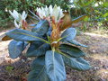 vignette Rhododendron Macabeanum au magnifique feuillage et nouvelles pousses au 07 05 15