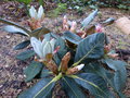 vignette Rhododendron Macabeanum au magnifique feuillage et nouvelles pousses au 03 05 15