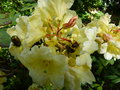 vignette Rhododendron Mindy's love trs habit au 05 05 15