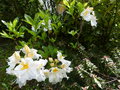 vignette Rhododendron Mount Rainier trs parfum au 05 05 15